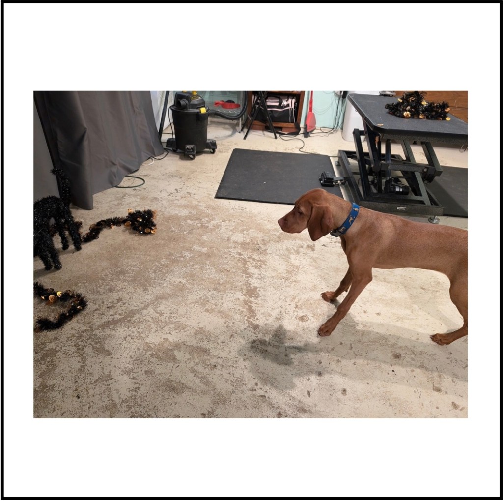Young vizsla looks at a black cat Halloween decoration and a black streamer. She is braced backward. 