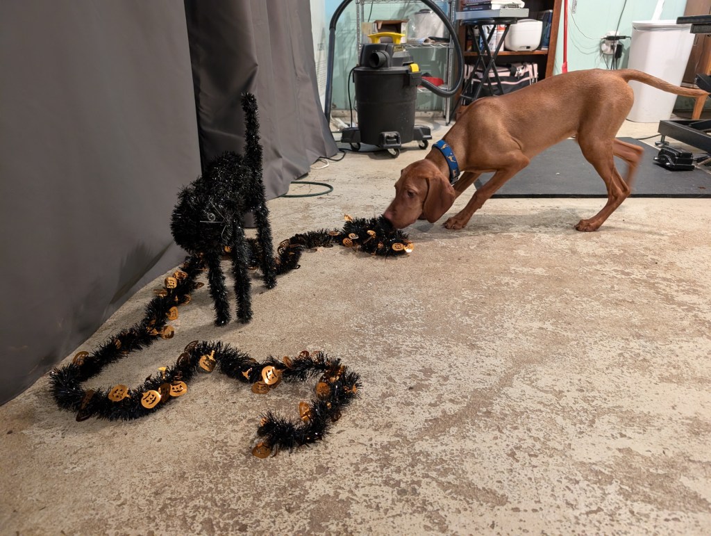 oung vizsla sniffs a black streamer next to a black cat Halloween decoration