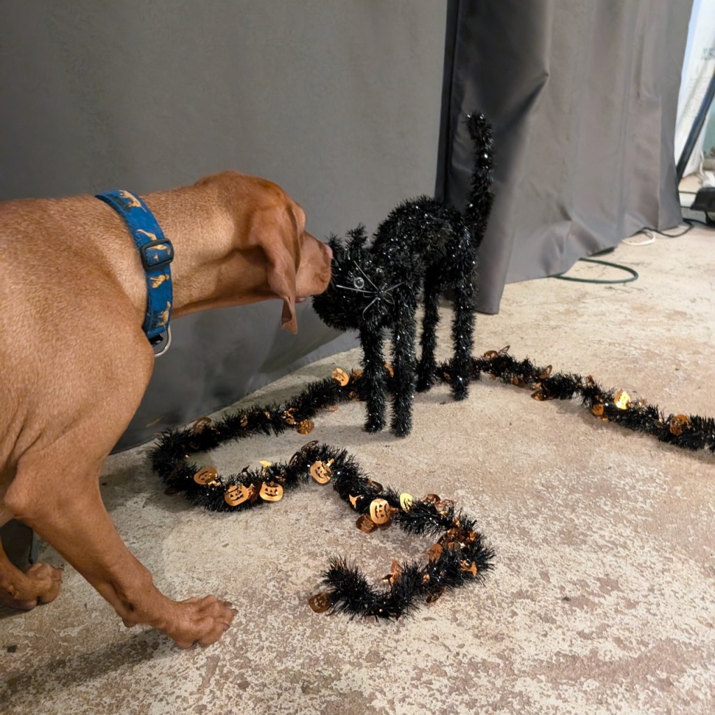 Young vizsla sniffs a black cat Halloween decoration next to a black streamer