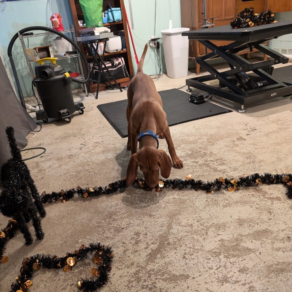 Young vizsla sniffs a black streamer Halloween decoration. She is approaching closer than in the previous photos and her body is more relaxed. 