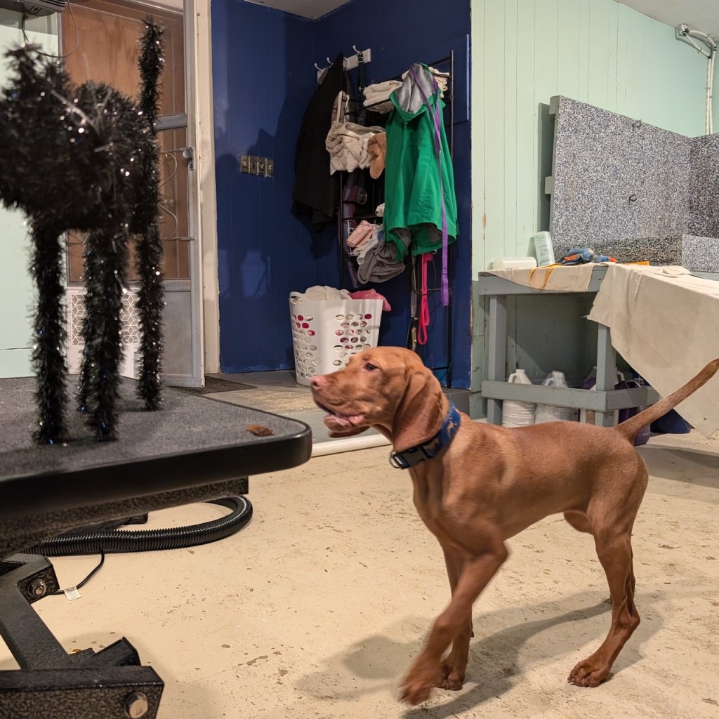 A black cat Halloween decoration is standing on a table and a young vizsla approaches with her jaw relaxed, looking happy and interested