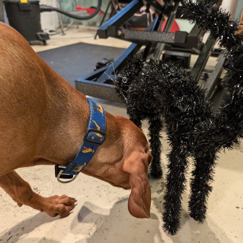 Ayoung vizsla approaches gives a black cat Halloween decoration a good sniff
