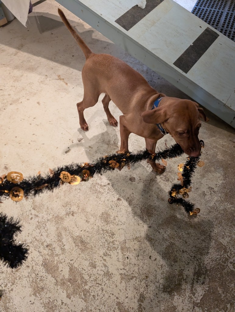 A young vizsla is walking away with a black Halloween streamer in her mouth