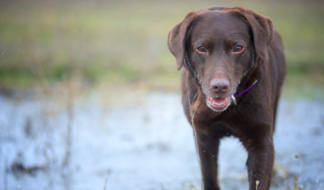 top 20 dangerous dog