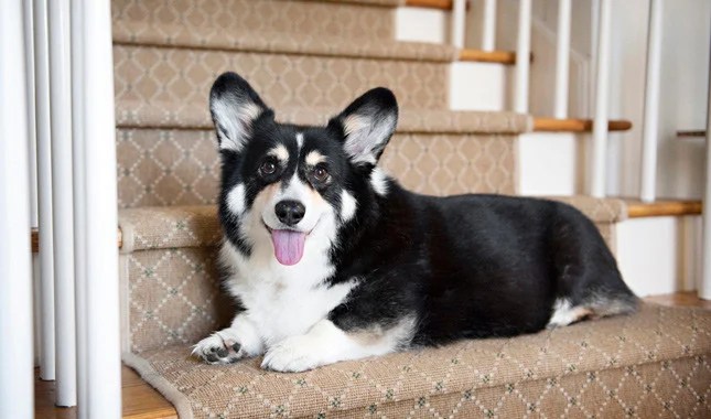 Corgi Dog Breed What You Need To Know