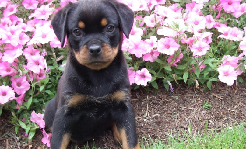 small rottweiler breed
