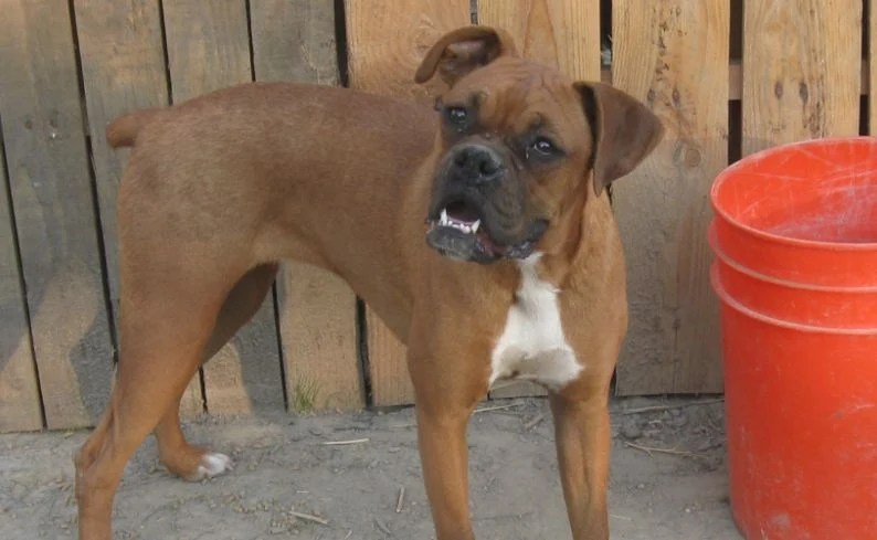 small boxer breeds