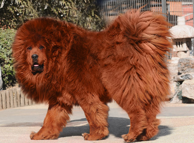 chow chow tibet