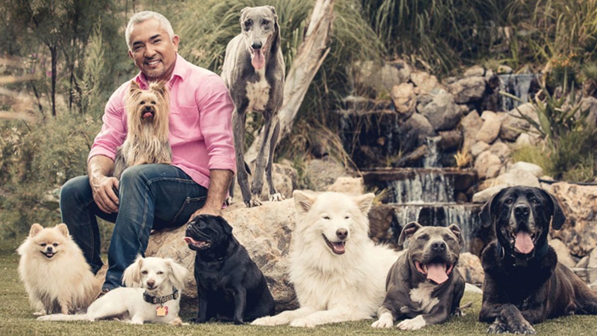 letting your dog sleep in your bed cesar millan