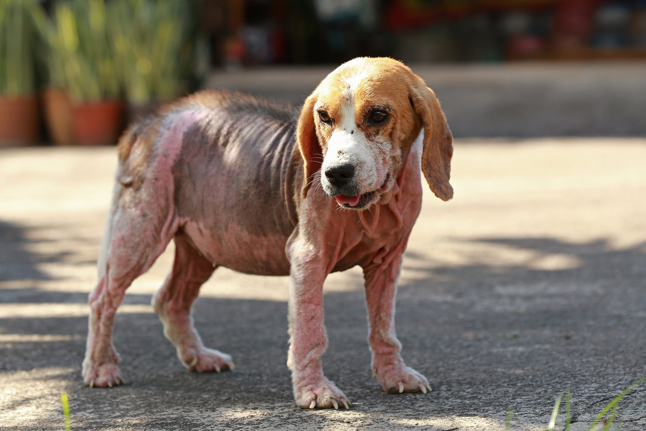 What is Puppy Pyoderma and How is it Treated?