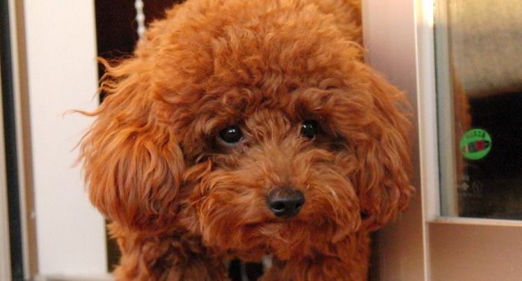 dark red poodle