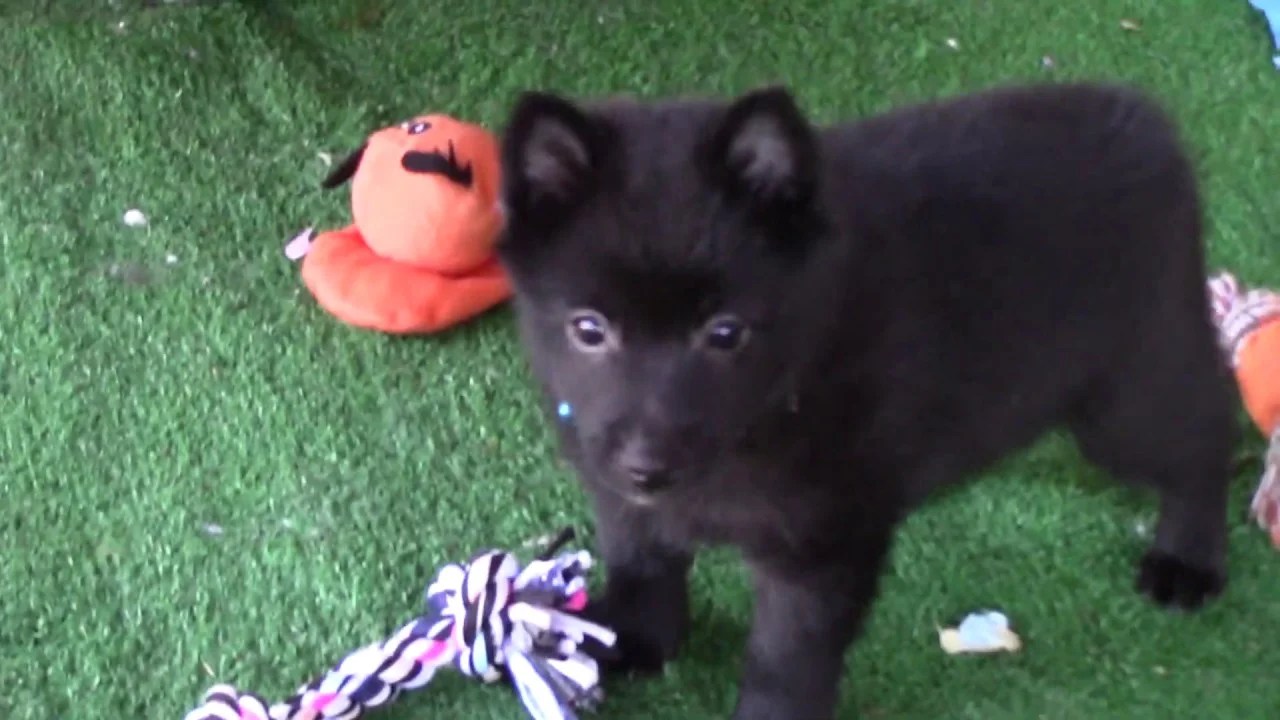 schipperke kennel