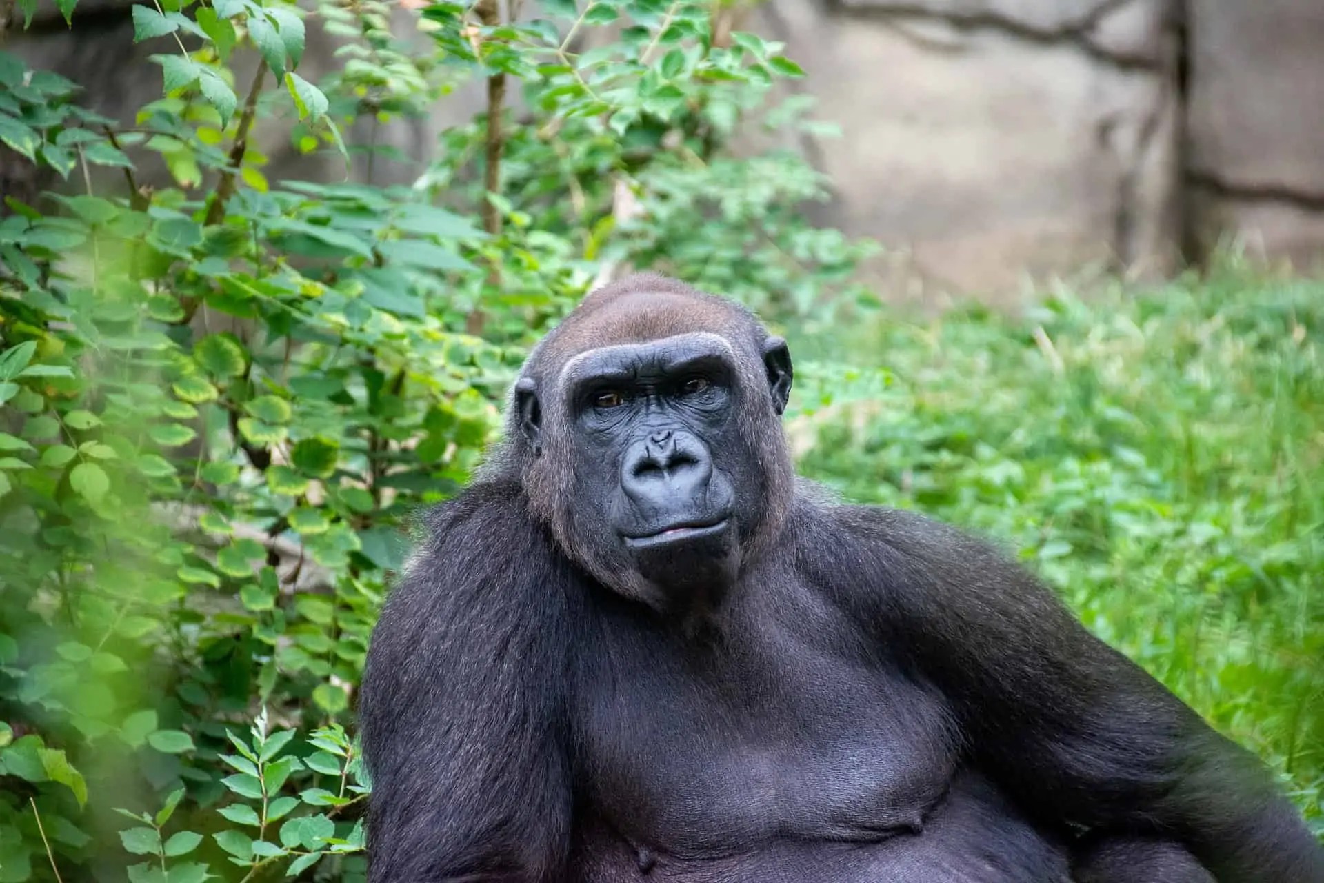 gorilla