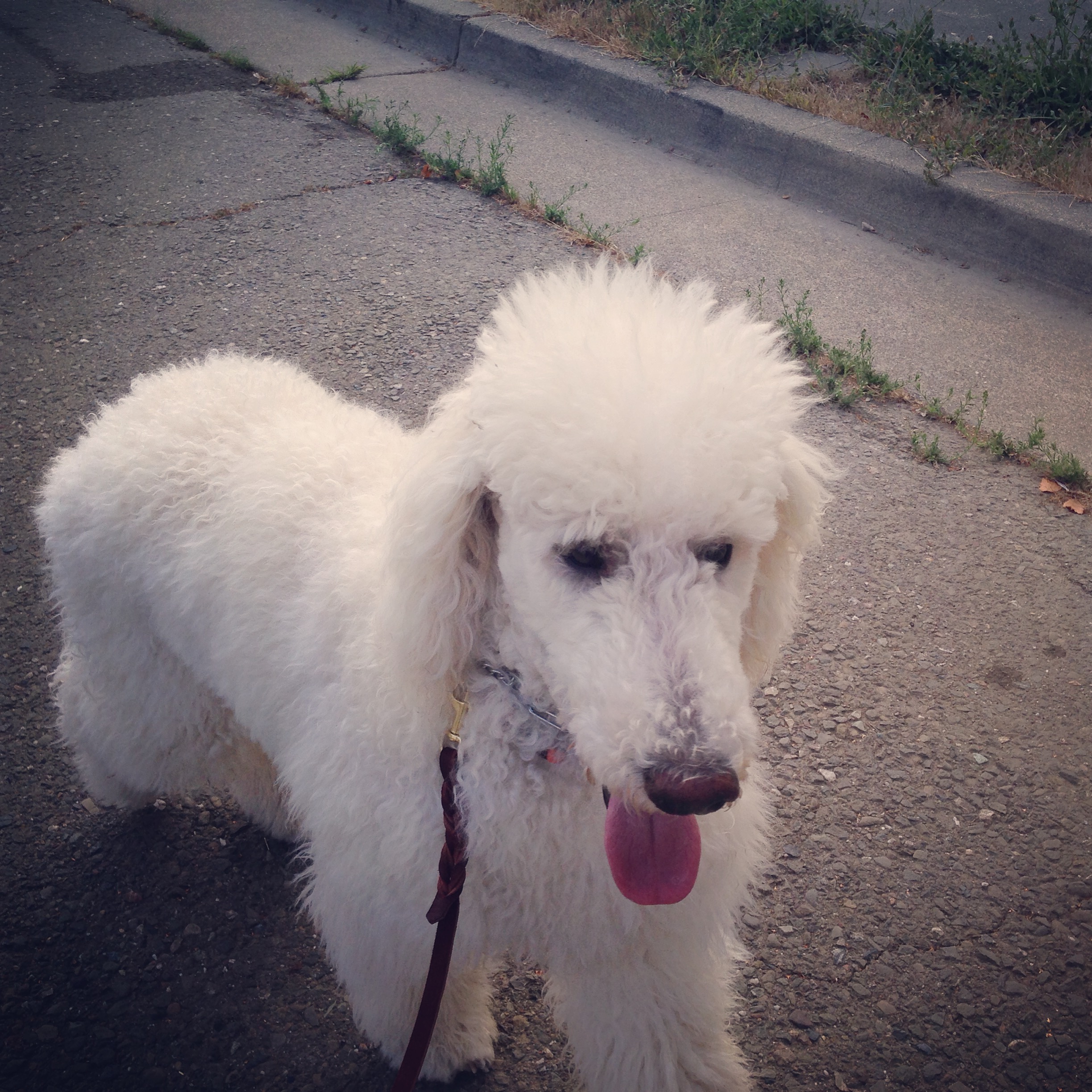 Rio mastering the heel command.