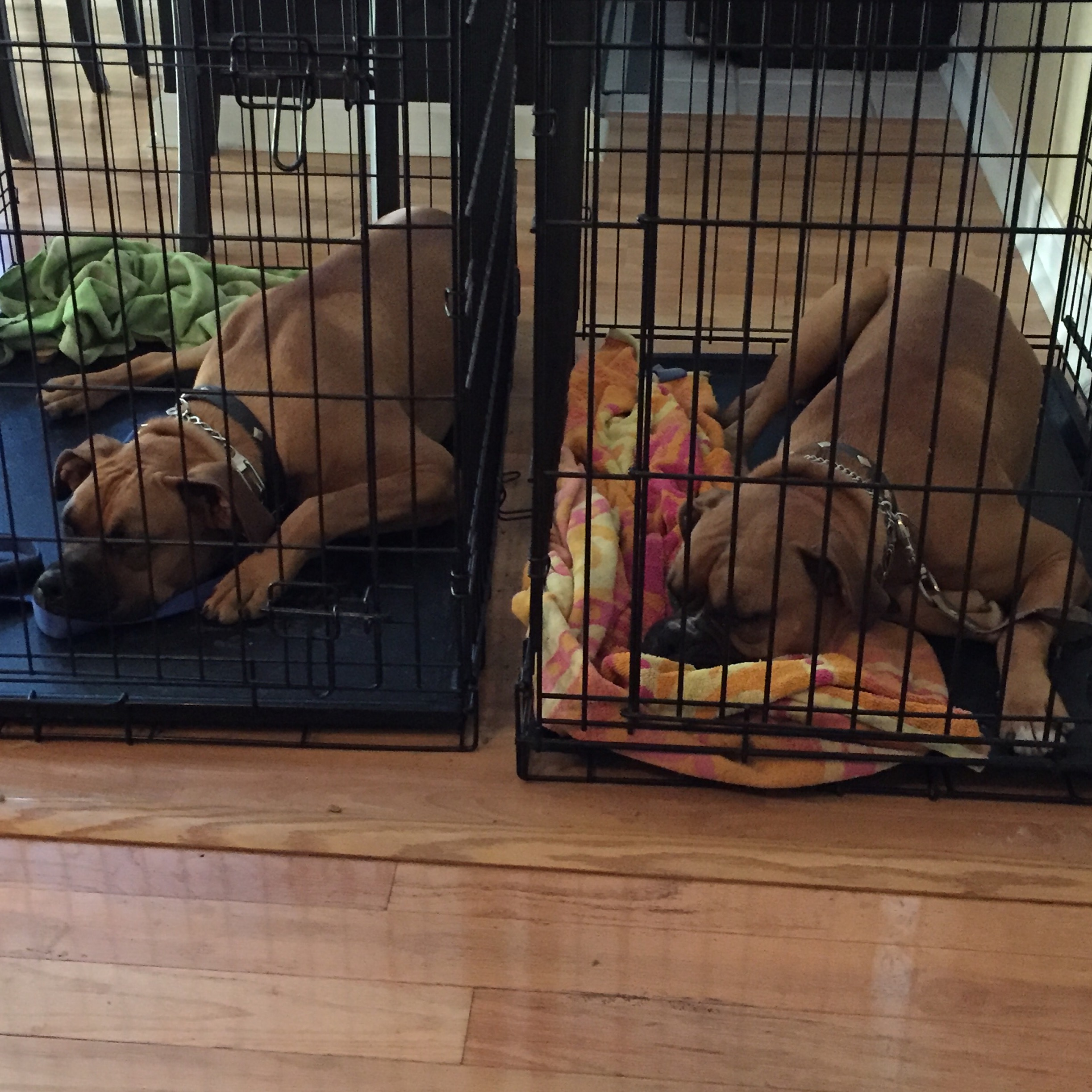 Rocky and Cash sleeping in crates