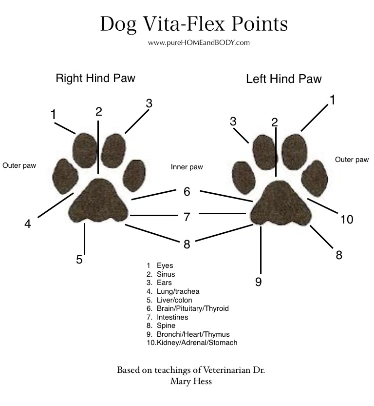 young living pet line