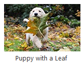 Puppy with a leaf