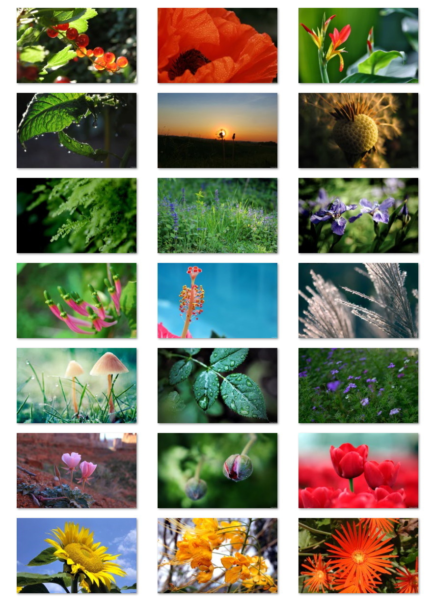Flora wallpapers for Windows