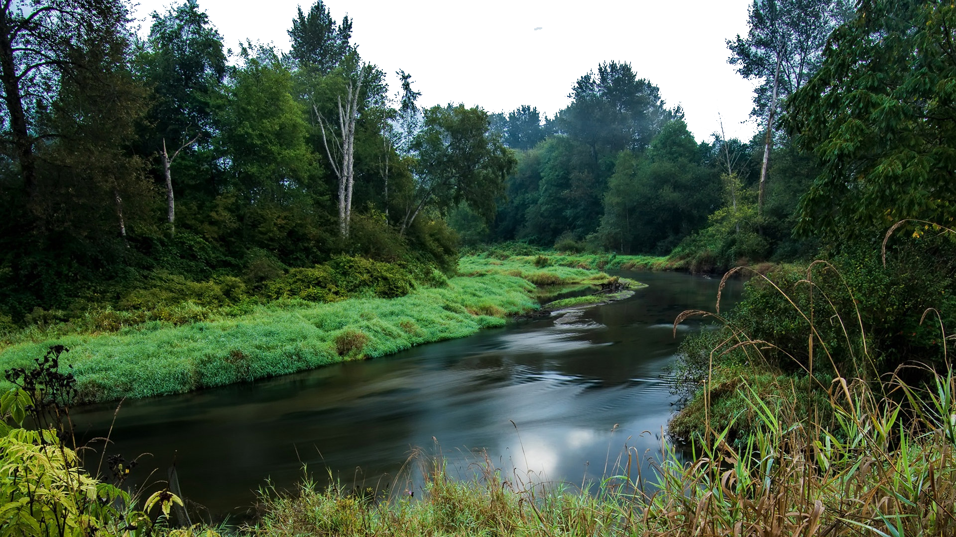River in the Green Woods PNG Image - PurePNG | Free