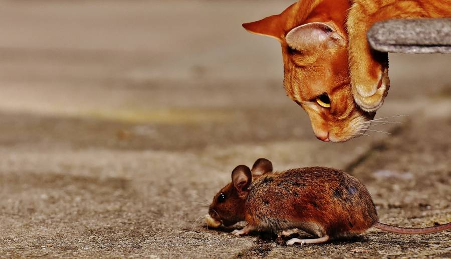 Why do cats kill mice?