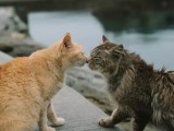 Why Do Cats Slap Each Other Purrfellow
