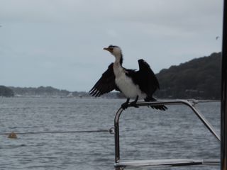 Pied Cormorant