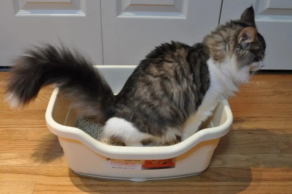 Misconceptions about cats