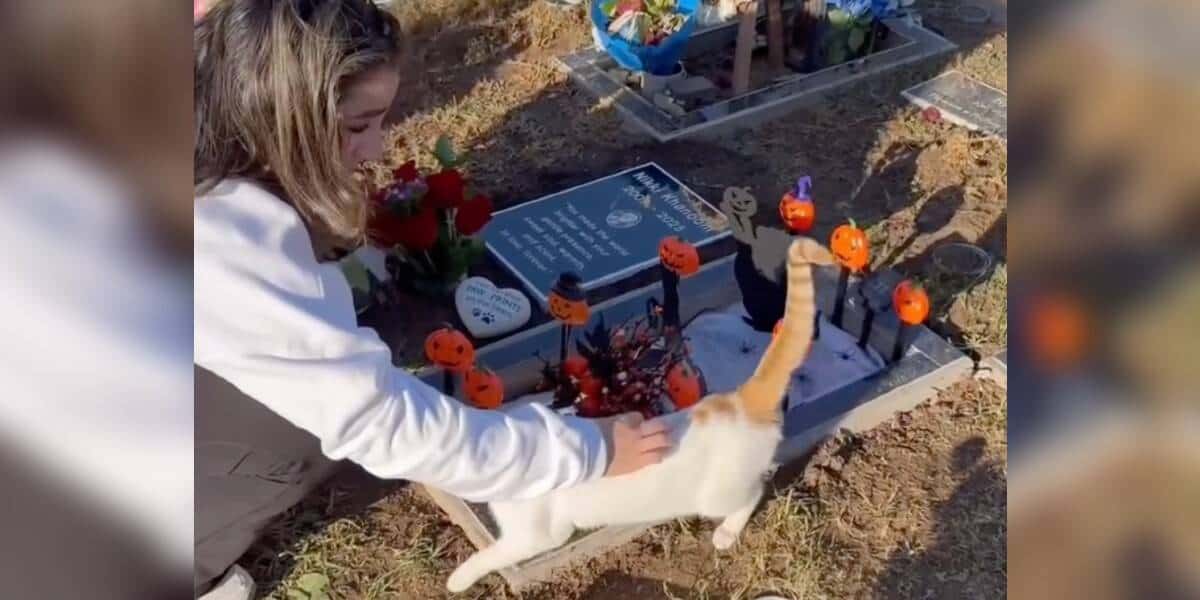 Family Mourning Cat Finds Comfort In The Most Unexpected Way Flatten 1 5 