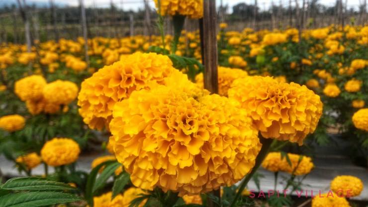 Marigold, sang bunga bernilai tinggi. – Pusaka Desa