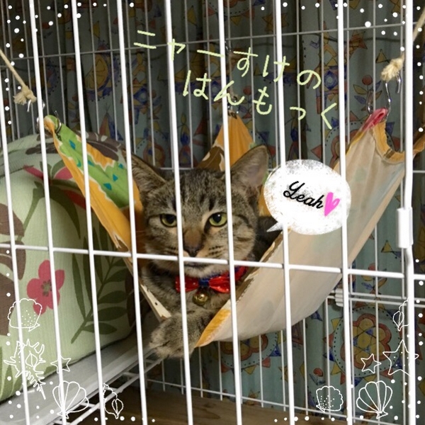 先代ニャーすけ一周忌・追悼 | 猫小との生活