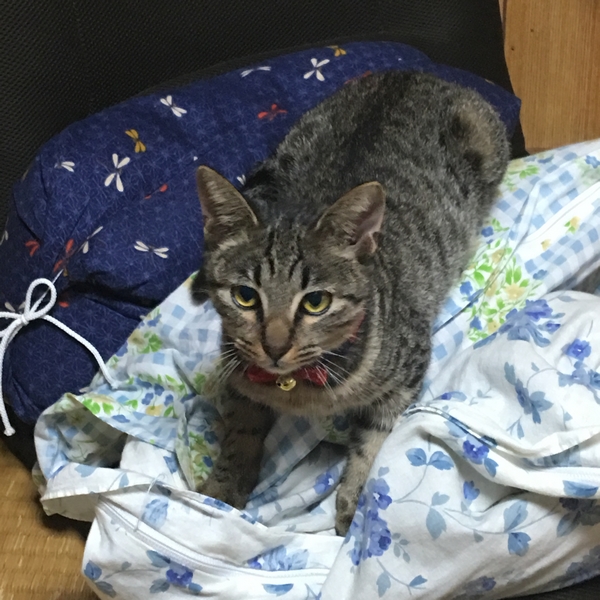 先代ニャーすけ一周忌・追悼 | 猫小との生活