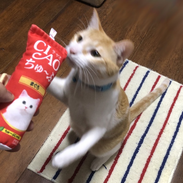 CIAO ちゅ～ぶじゃらし が届いたよ！ | 猫小との生活