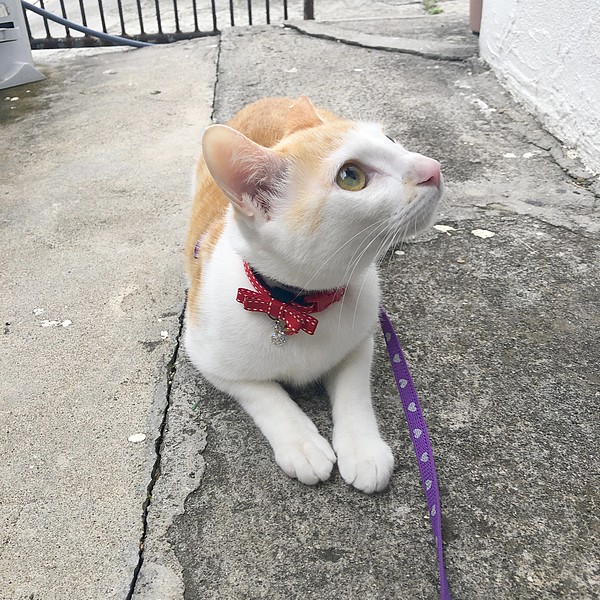 お待たせ なつ散歩 猫小との生活 お待たせ なつ散歩 猫小との生活
