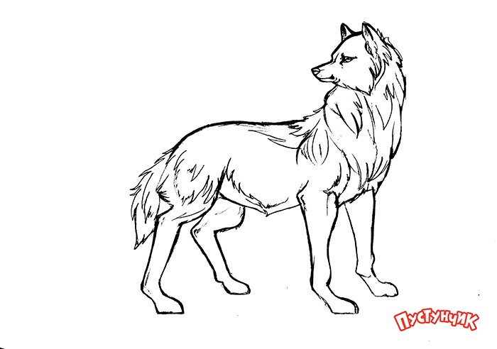 как нарисовать мордочку волка