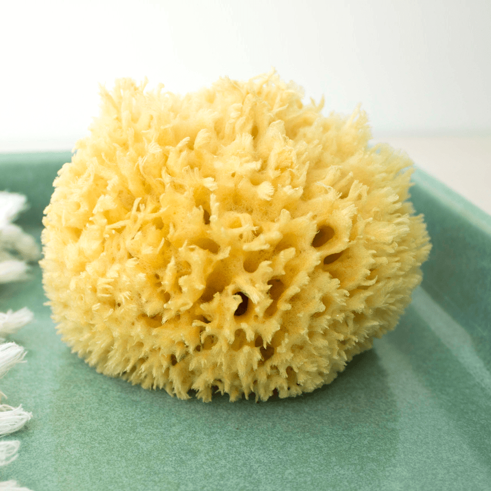 Sea Sponge_preview