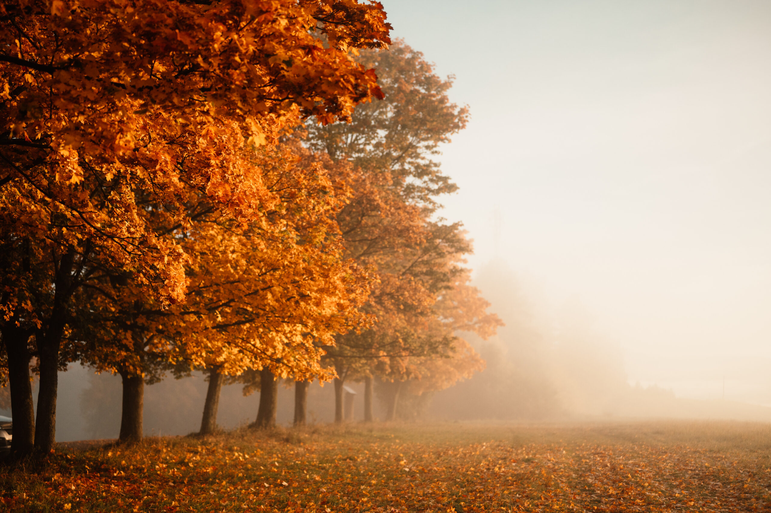 ottawa energy clearing, ottawa empath help, kanata energy healing, kanata energy clearing