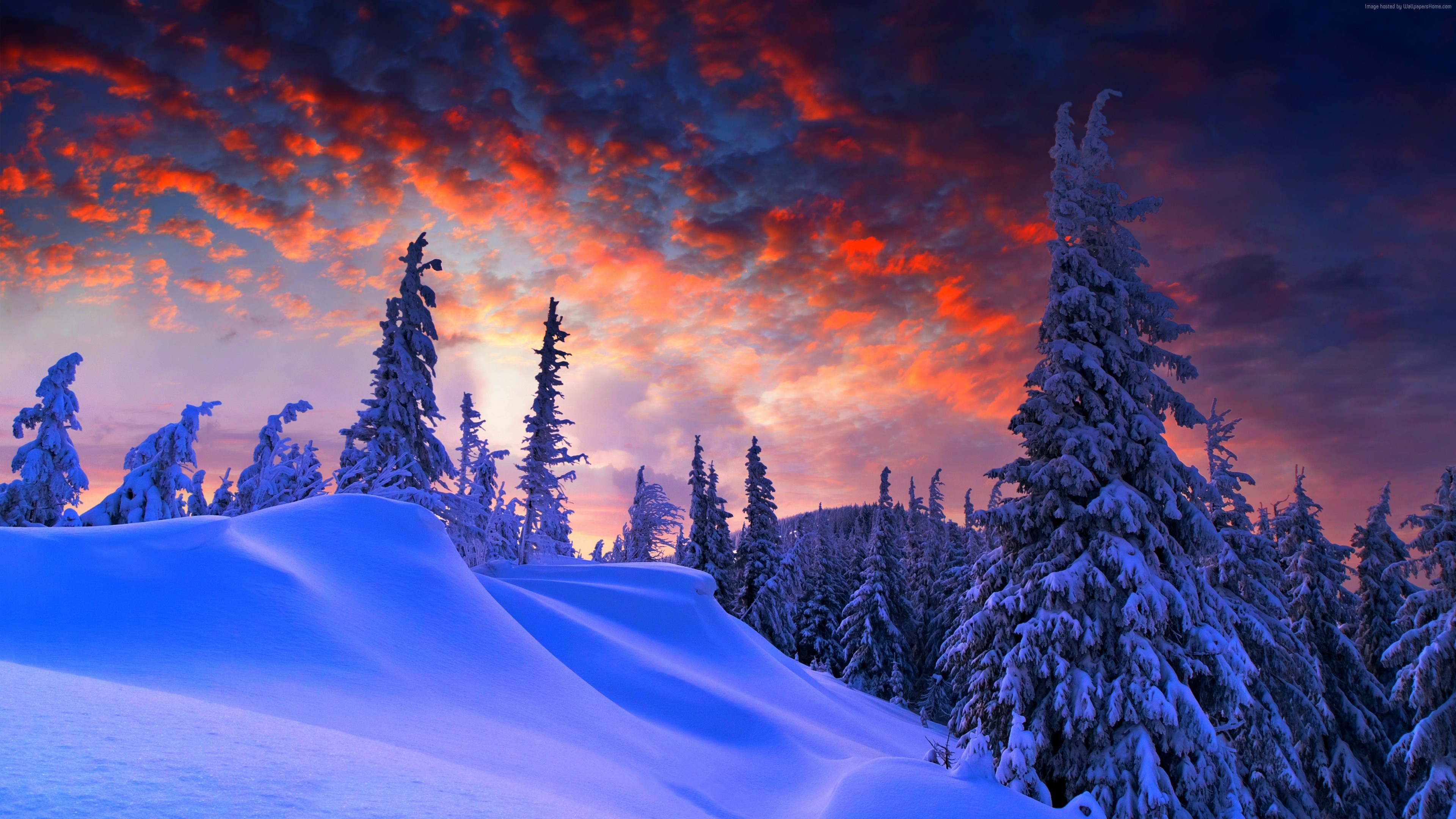 You can use them as new wallpaper and background images for your windows . Wallpaper Forest Snow Winter Sunrise Clouds 8k Nature Wallpaper Download High Resolution 4k Wallpaper