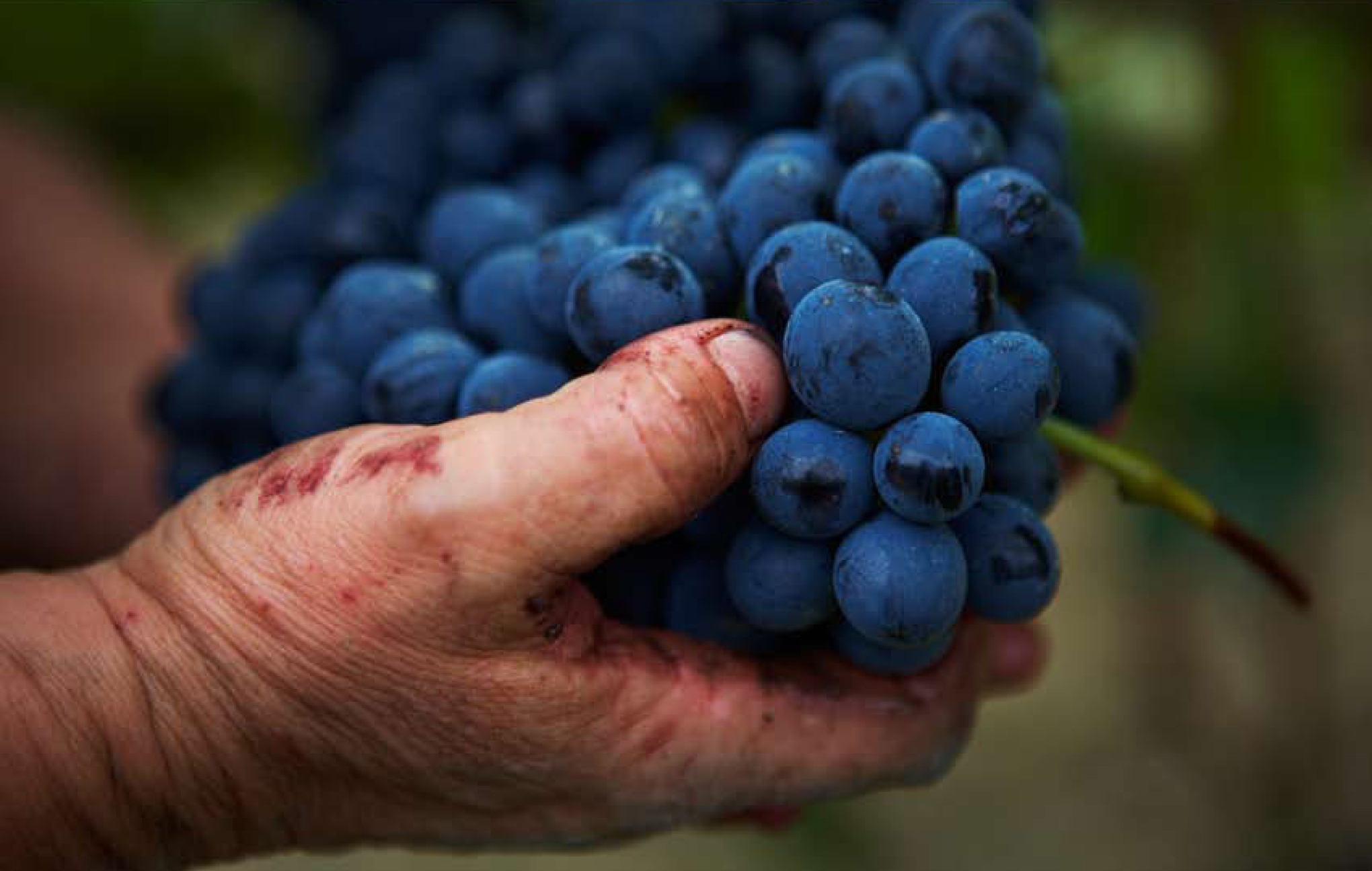 巴貝拉（Barbera）