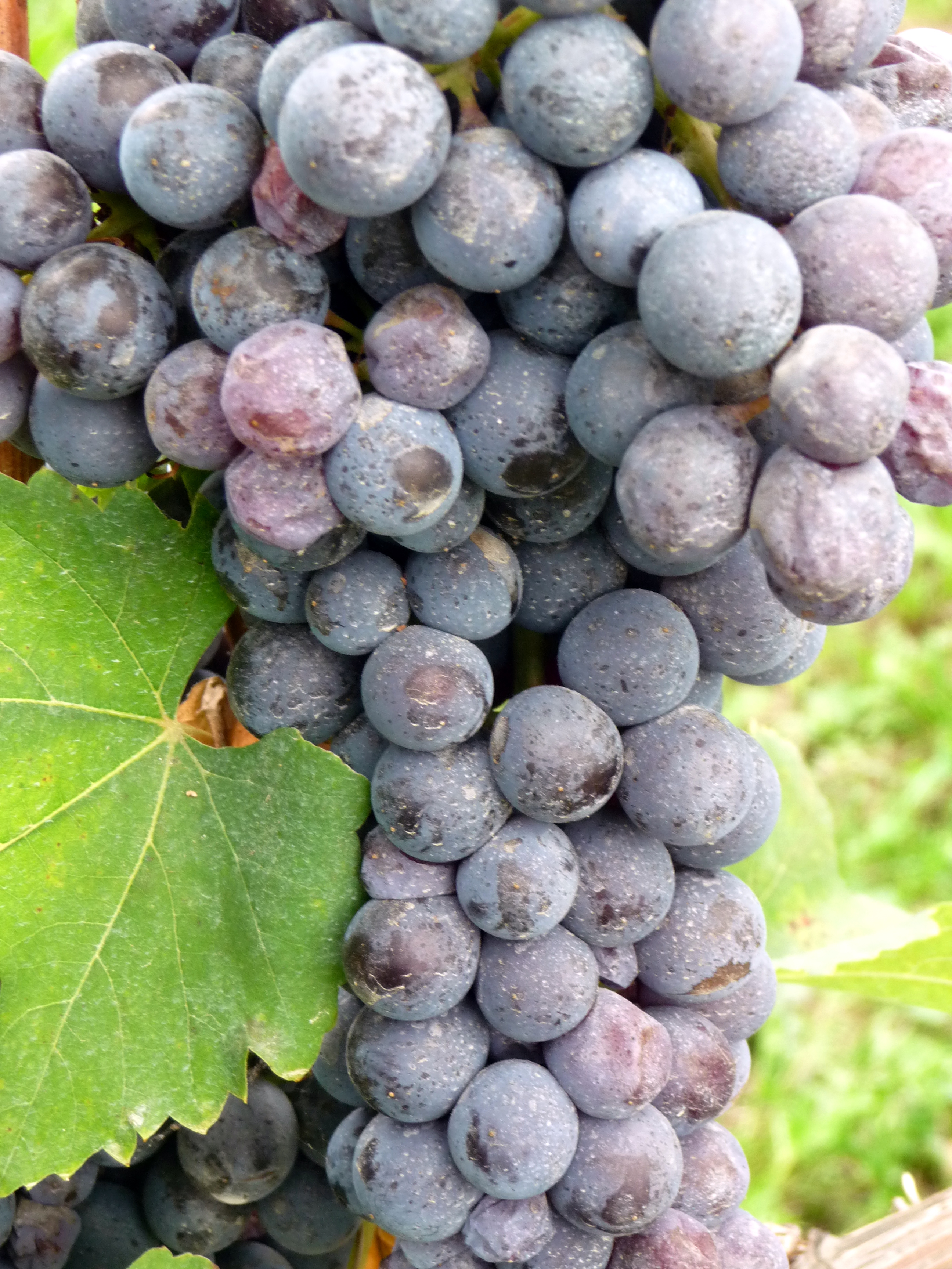 內比歐露（Nebbiolo）