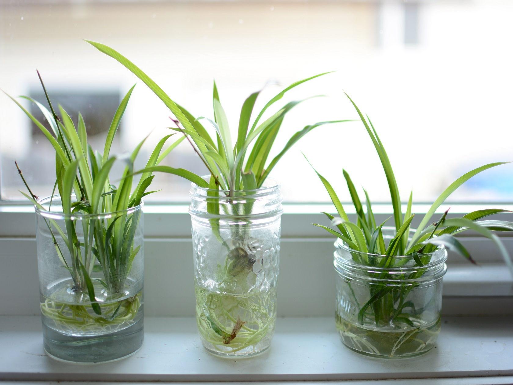 Learn about ways to identify spiders that live in gardens. How To Grow Spider Plants In Water Pyomn