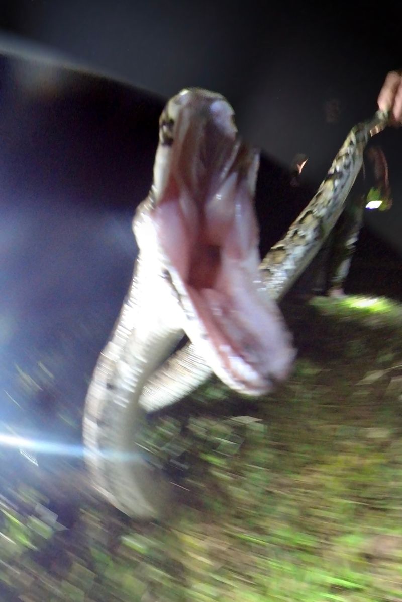 South Florida Burmese Python Strike While Python Hunting Snakehunting - Ultra HD Mobile Geometric Backgrounds | Free Download