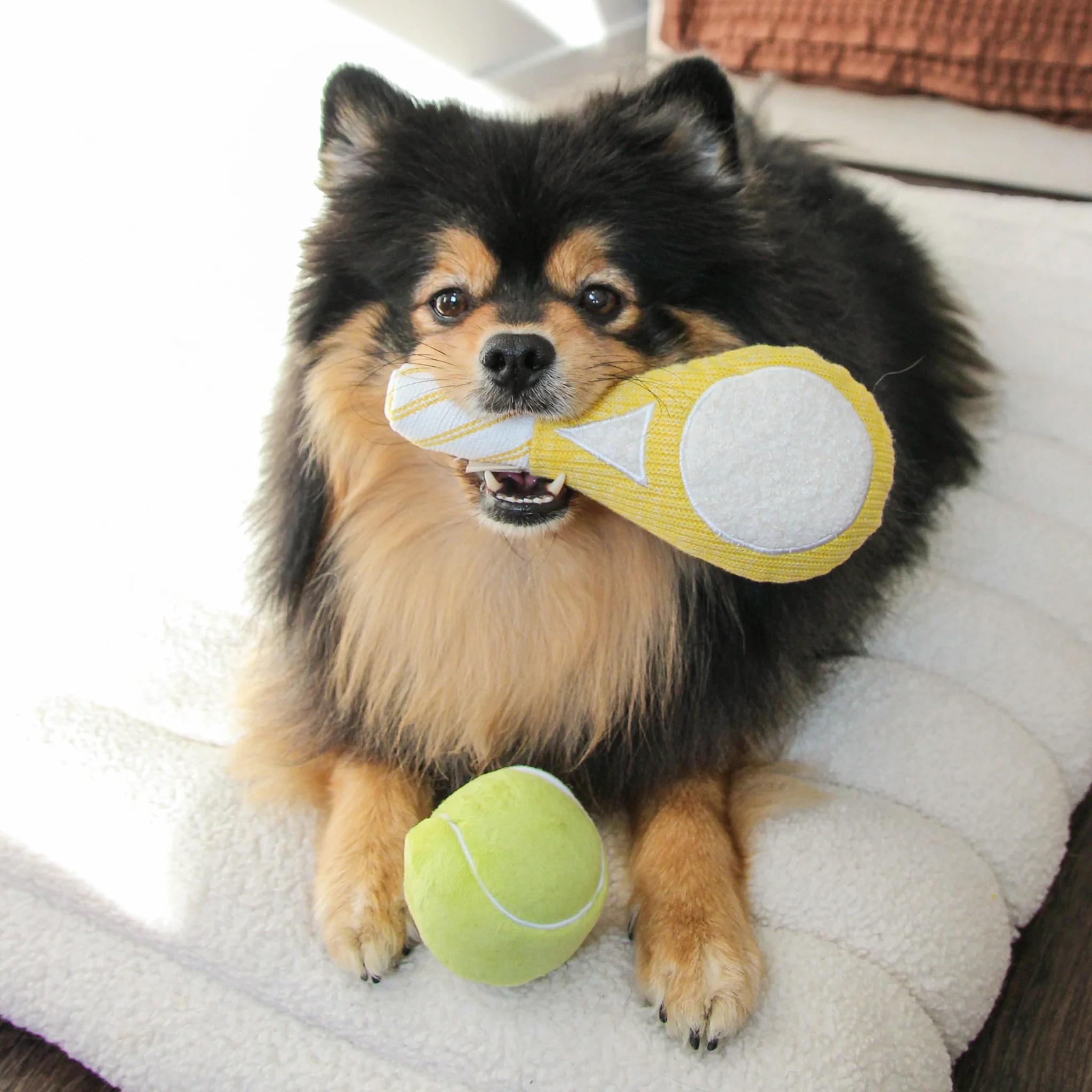Designing From the Dog’s Point of View