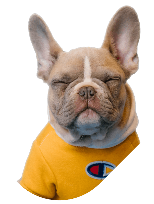 Dog-Header-1.webp
