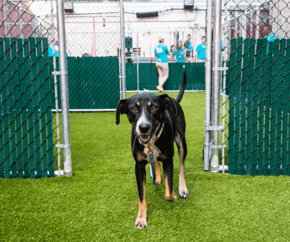 Animal care centers of nyc to bring unique full-service animal shelter to ridgewood this spring