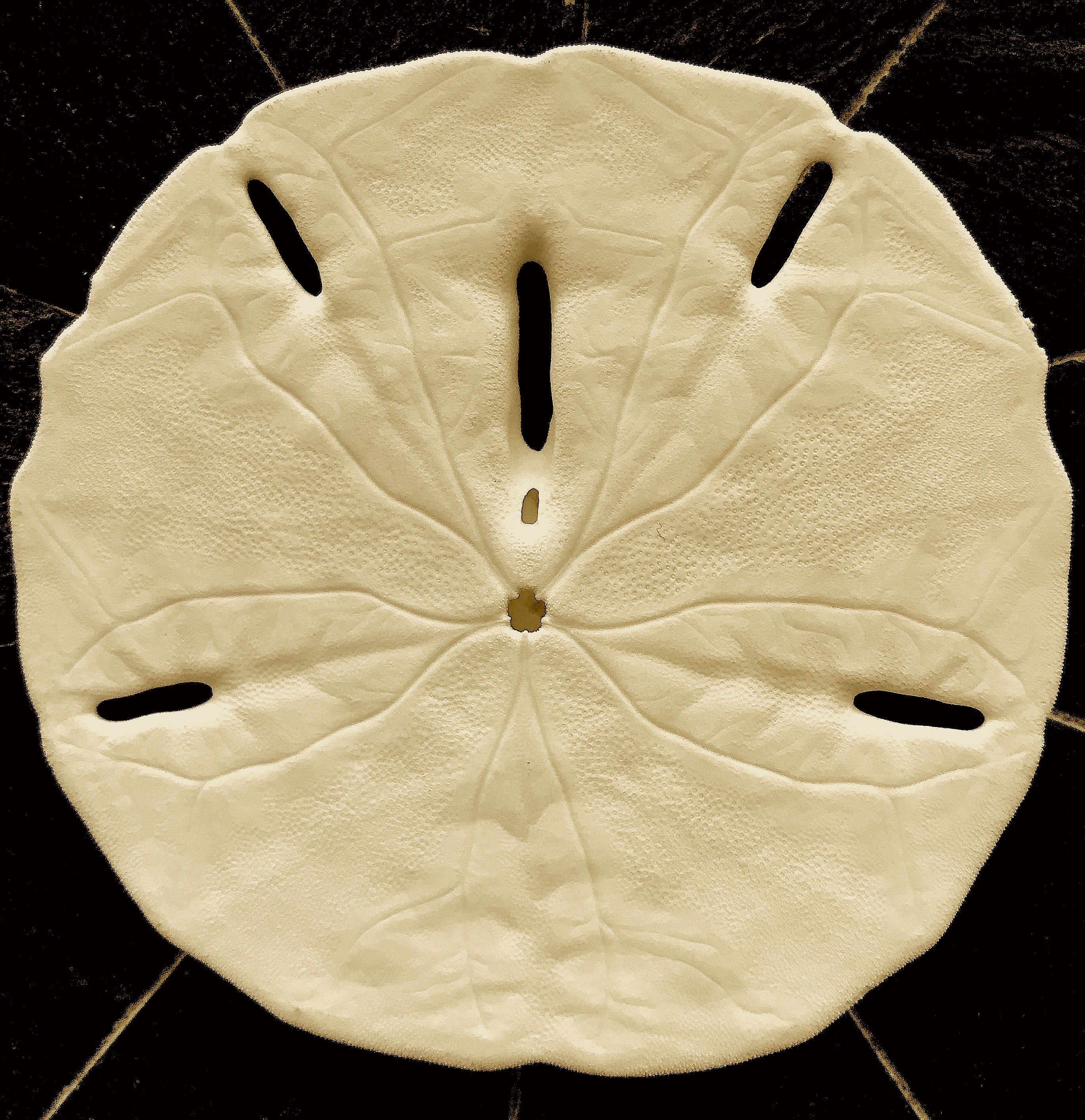 沙元貝反面 / back