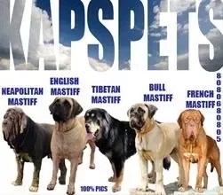 Tibetan Mastiff Vs English Mastiff: A Giant Breed Showdown