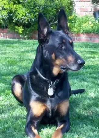 German Shepherd Doberman Mix: Ultimate Guard Dog Guide
