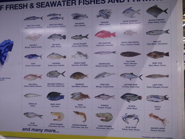 Fish names in english, hindi, tamil and malayalam ; What Are The English Names Of The Fishes Found In Mangalore Quora