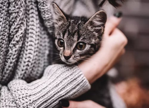 Is it okay to leave my 3-month-old kitten at home alone for a few hours