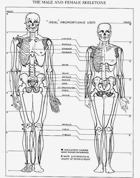 Other than those that specifically involve the reproductive system. Do Men And Women Have Different Numbers Of Bones Quora